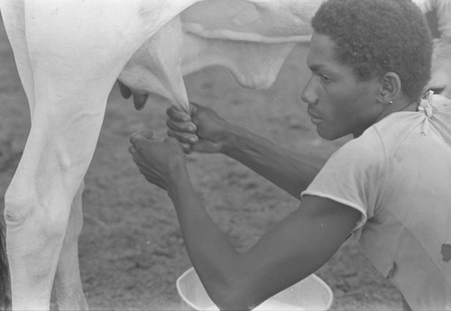 Man milking a cow, San Basilio del Palenque, ca. 1978