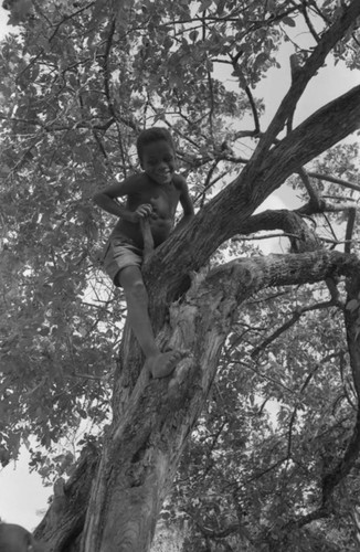 Boy on top of tree, San Basilio de Palenque, 1976