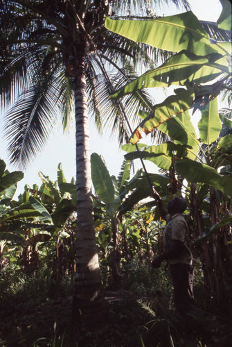 Man collecting coconuts from tree, San Basilio de Palenque, 1976