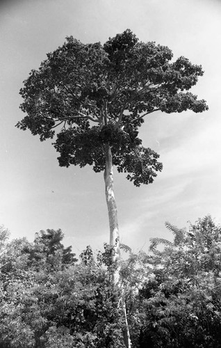 Tree, San Basilio de Palenque, 1976