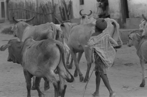 Cattle herd and boy walking through town, San Basilio de Palenque, 1976