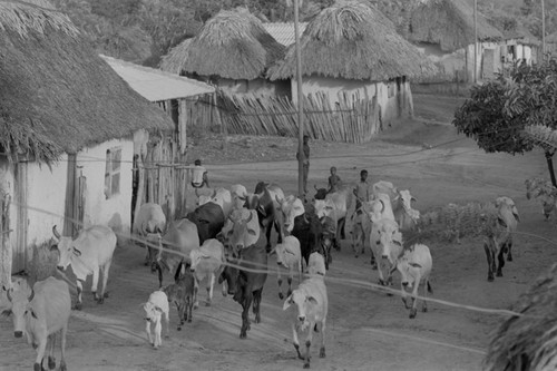 Cattle herd walking through town, San Basilio de Palenque, 1976