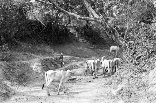 Boy herding cattle down a dirt road, San Basilio de Palenque, 1977