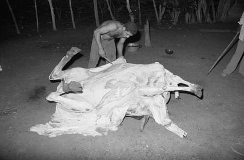 Man butchering a cow, San Basilio de Palenque, 1979