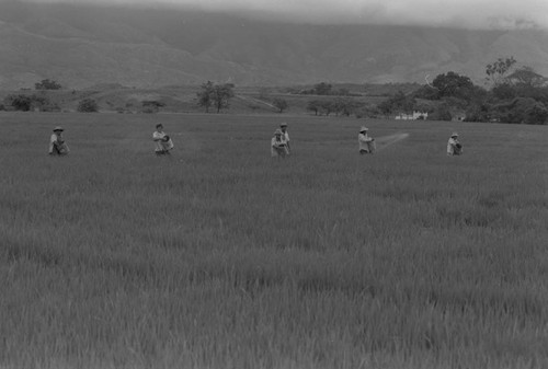 Sowing the field, La Chamba, Colombia, 1975