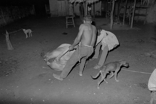 Men immobilizing a cow with ropes, San Basilio de Palenque, 1976