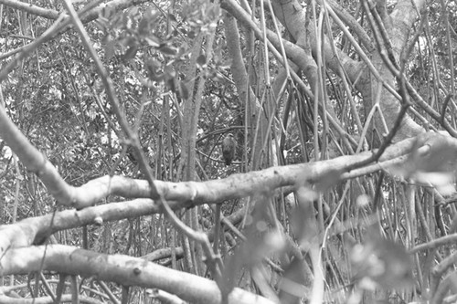 A bird in a mangrove forest, Isla de Salamanca, Colombia, 1977