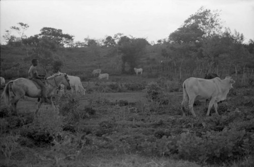 Boy on a horse next to a cattle herd, San Basilio de Palenque, 1975