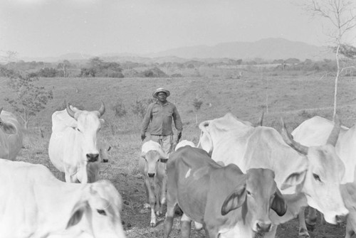 Man herding cattle through a pasture, San Basilio de Palenque, 1977