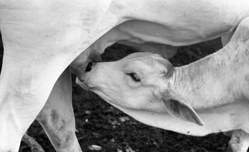 Cow feeding her calf, San Basilio de Palenque, 1976