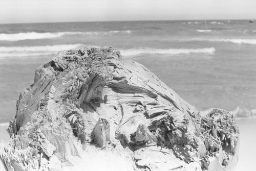 A tree trunk on the beach, Tayrona, Colombia, 1976