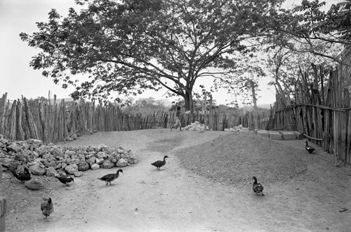 A young boy throws a boulder, San Basilio de Palenque, 1977