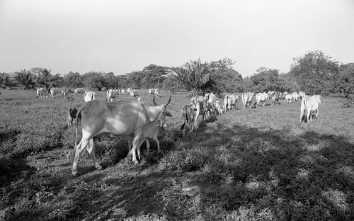 Cattle roaming in a field, San Basilio de Palenque, 1976