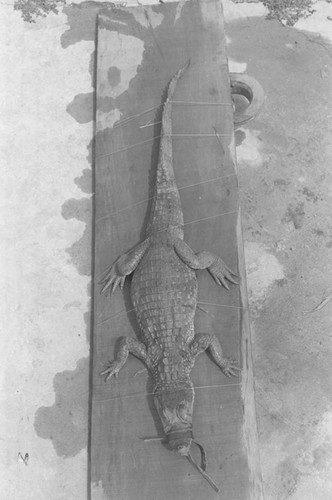 A caiman laying on the ground, Isla de Salamanca, Colombia, 1977