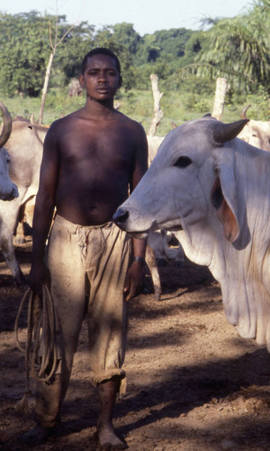 Young man standing next to cattle, San Basilio de Palenque, 1976