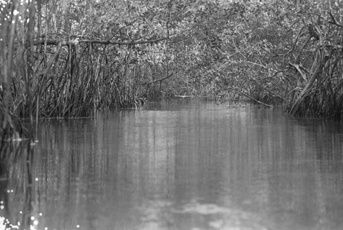 Inside a mangrove forest, Isla de Salamanca, Colombia, 1977