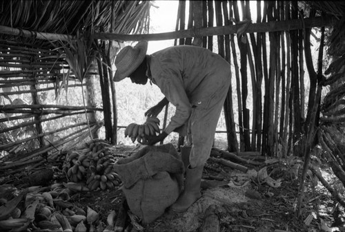 Man collecting bananas, San Basilio de Palenque, 1976