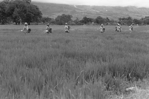 Sowing the field, La Chamba, Colombia, 1975