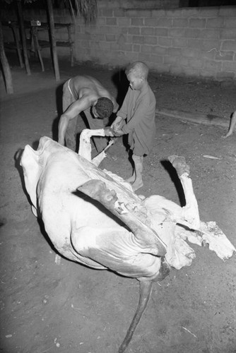 A child helping a man butchering a cow, San Basilio de Palenque, 1976