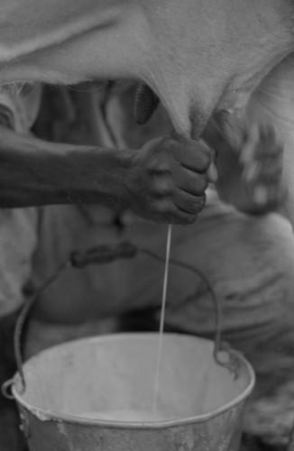 Man's hands milking cattle, San Basilio de Palenque, 1976