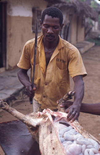 Man butchering a pig, San Basilio de Palenque, 1976