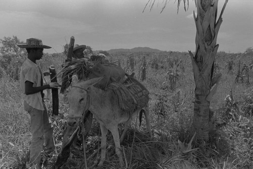 Men loading a donkey, San Basilio de Palenque, 1976