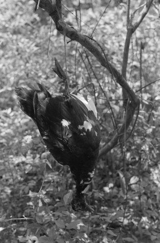 Duck hanging in a tree trap, San Basilio de Palenque, 1976