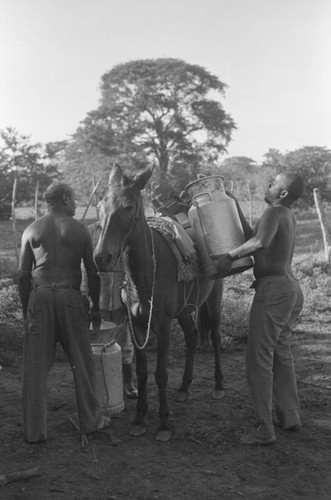 Two men loading a mule, San Basilio de Palenque, 1976