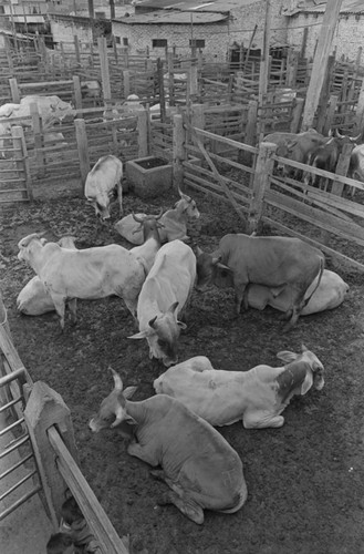 Heads of cattle, Tunjuelito, Colombia, 1977