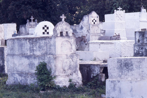 Donkeys in a cemetery, San Basilio de Palenque, 1976