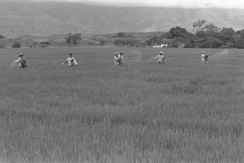 Sowing the field, La Chamba, Colombia, 1975