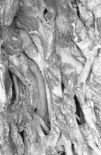 Tree bark, San Basilio de Palenque, 1976