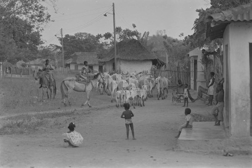 Cattle herd passing through town, San Basilio del Palenque, ca. 1978