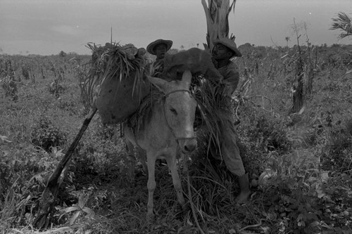 Men loading a donkey, San Basilio de Palenque, 1976