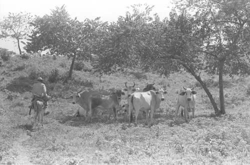 Man riding a mule, San Basilio de Palenque, 1976