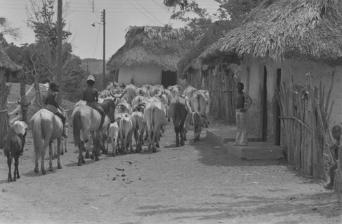 Boys herding cattle through the village, San Basilio de Palenque, Colombia, 1977