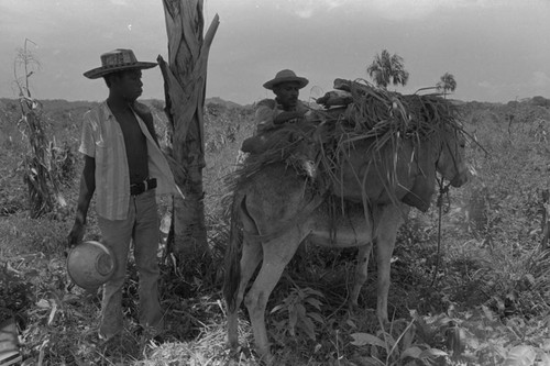 Men loading a donkey, San Basilio de Palenque, 1976