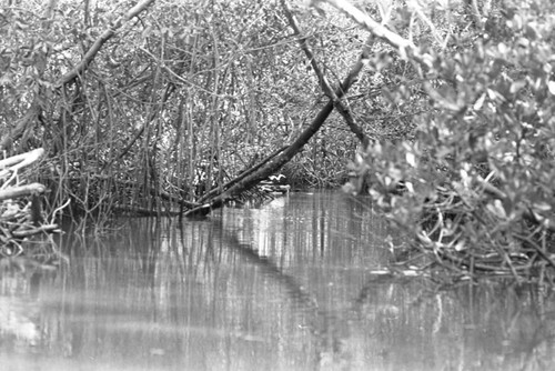 Inside a mangrove forest, Isla de Salamanca, Colombia, 1977