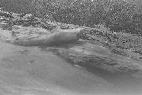 The beach up close, Isla de Salamanca, Colombia, 1977