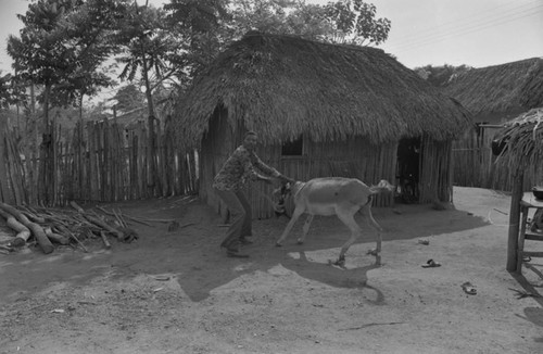 Man wrestling with a donkey, San Basilio de Palenque, 1977