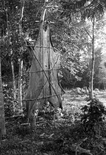 Stretched animal skin, Chiapas, 1983