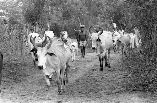 Boy herding cattle on a dirt road, San Basilio de Palenque, 1977