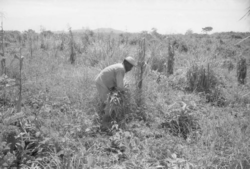 Man working in a field, San Basilio de Palenque, 1976