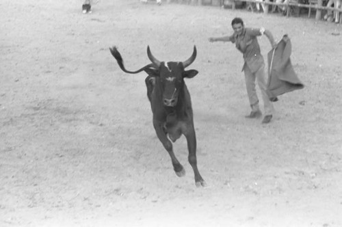 Bullfighter waving his cape in front of bull, San Basilio de Palenque, 1975