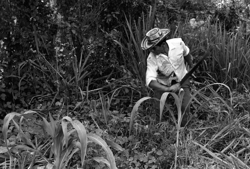 Man cutting plants, La Chamba, Colombia, 1975