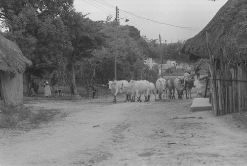 Cattle herd walking through town, San Basilio de Palenque, 1976