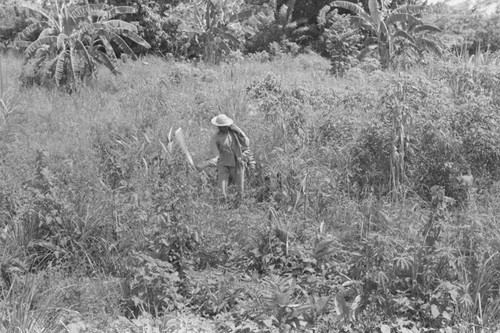 Man harvesting bananas, San Basilio de Palenque, 1976