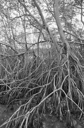 Inside a mangrove forest, Isla de Salamanca, Colombia, 1977