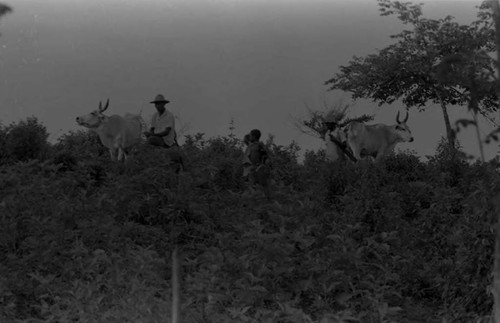 Two men, two children, and two cows in the countryside, San Basilio de Palenque, 1975