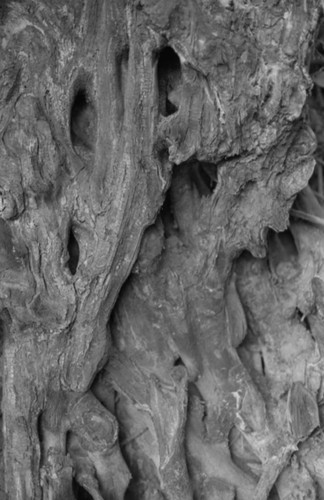 Tree bark, San Basilio de Palenque, 1976